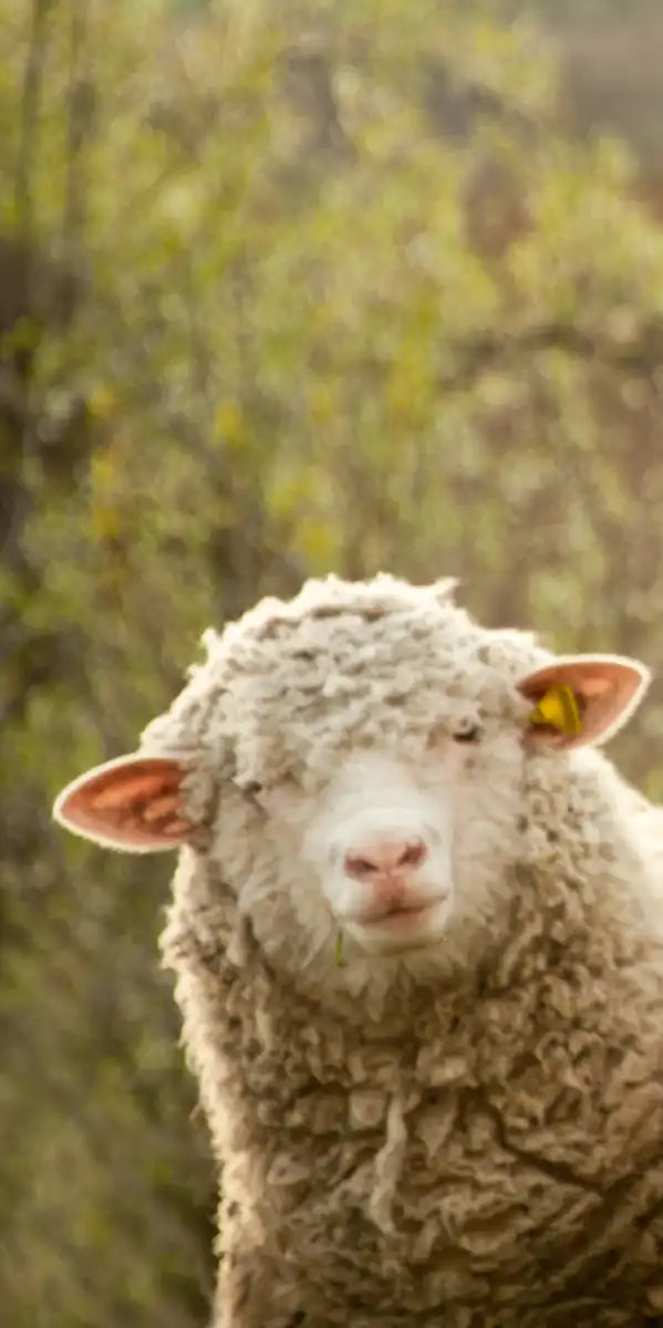 Stunned Sheep Wall Art