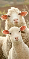 Stunned Sheep Wall Art