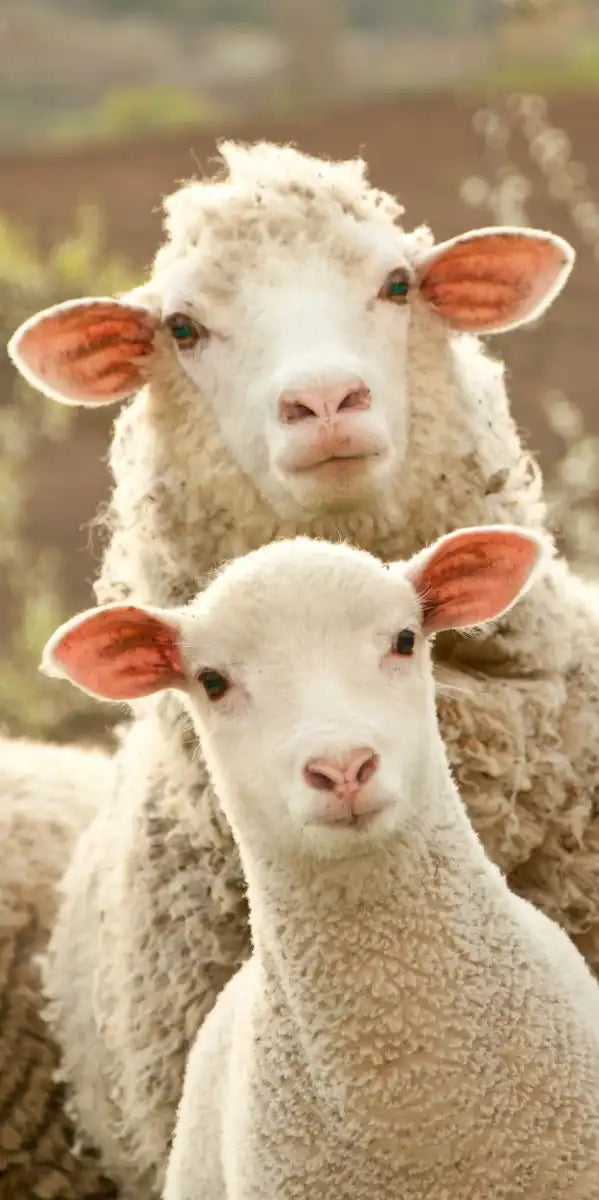Stunned Sheep Wall Art