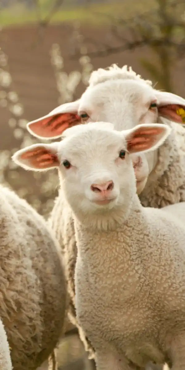 Stunned Sheep Wall Art