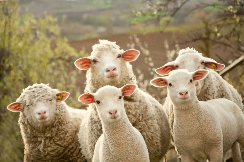 Stunned Sheep Wall Art