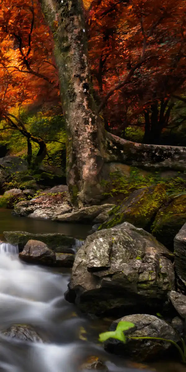 Stunning Autumn Waterfall Wall Art