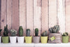 Succulent Plant Pots Wall Art