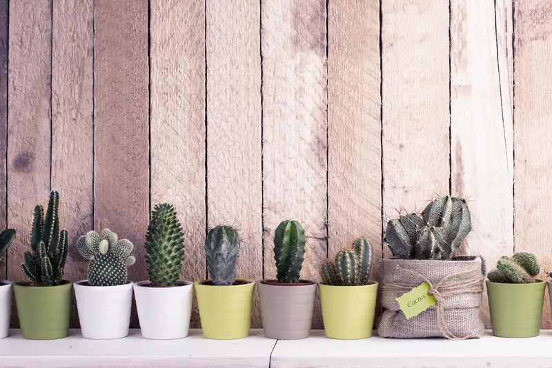 Succulent Plant Pots Wall Art