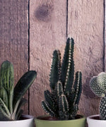 Succulent Plant Pots Wall Art