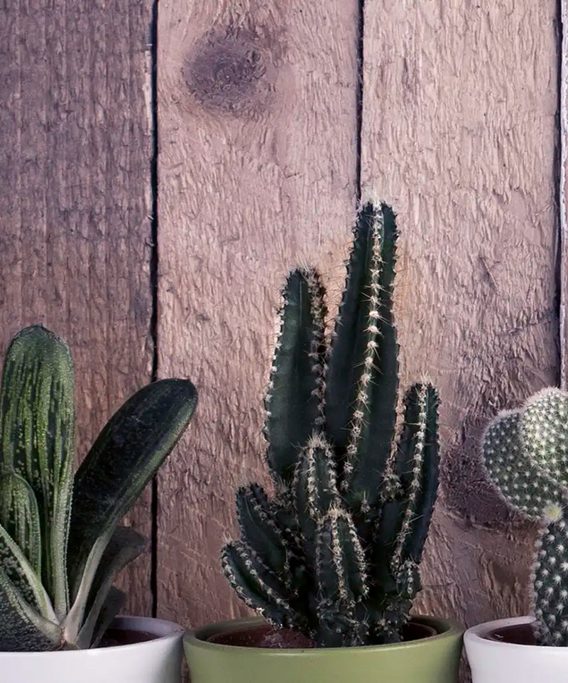 Succulent Plant Pots Wall Art