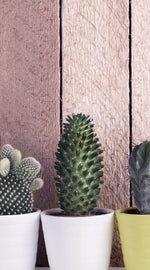 Succulent Plant Pots Wall Art