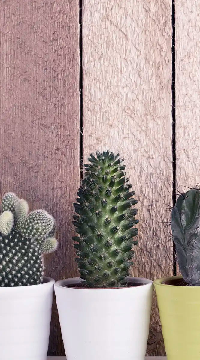 Succulent Plant Pots Wall Art