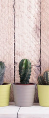 Succulent Plant Pots Wall Art