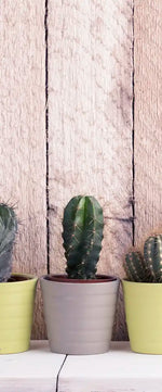 Succulent Plant Pots Wall Art