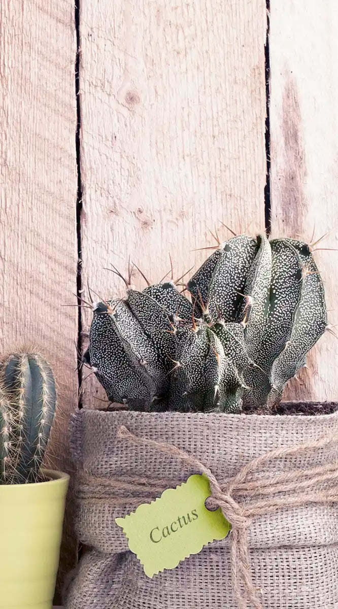 Succulent Plant Pots Wall Art