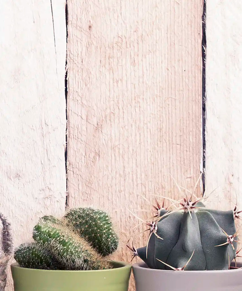 Succulent Plant Pots Wall Art