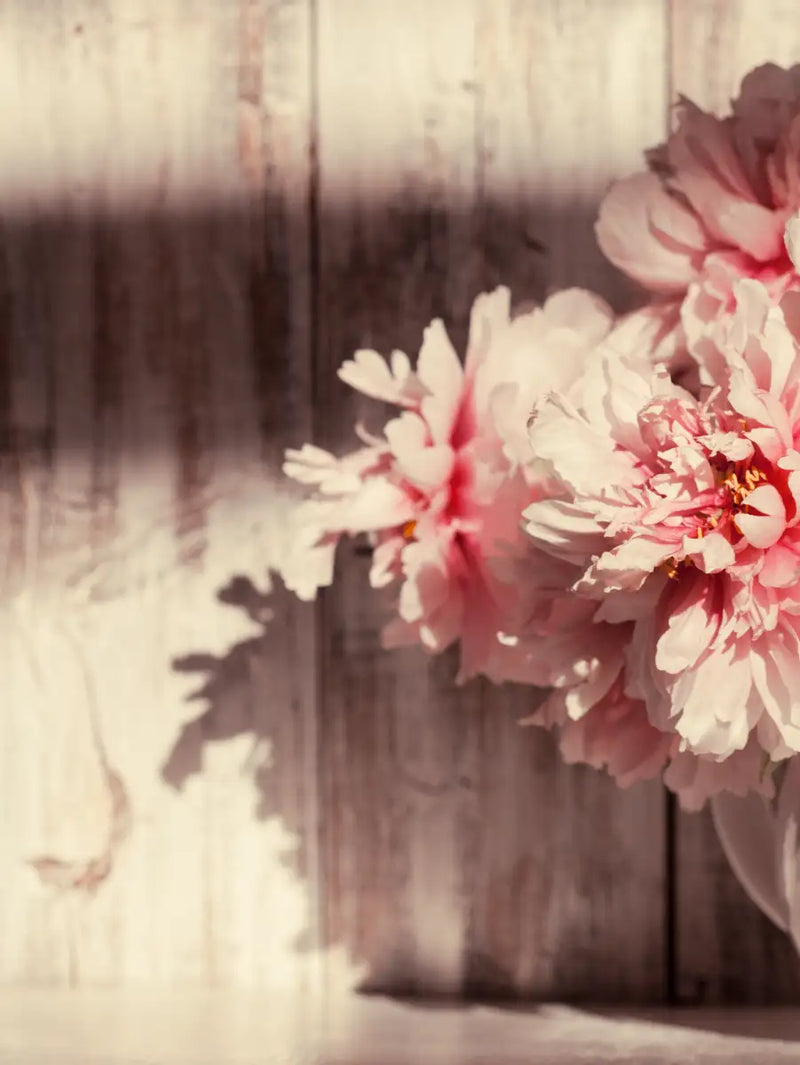 Sun Bright Peonies Wall Art