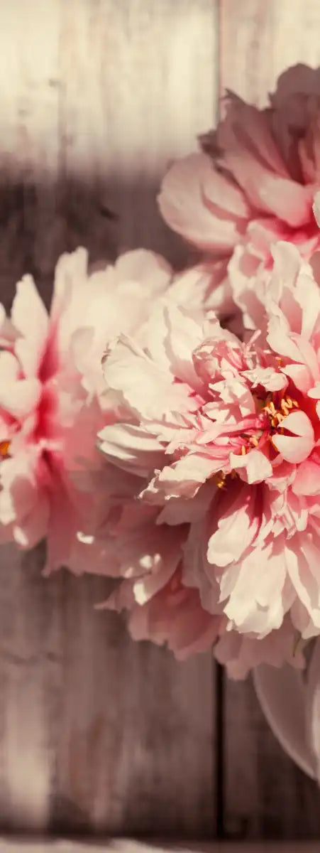 Sun Bright Peonies Wall Art