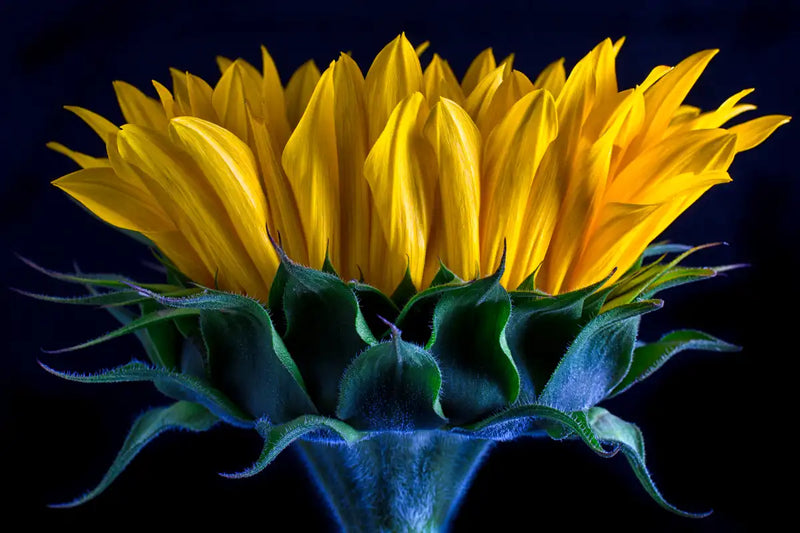 Sunflower Side View Wall Art