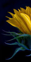 Sunflower Side View Wall Art