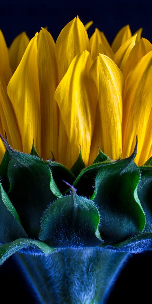 Sunflower Side View Wall Art