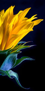 Sunflower Side View Wall Art