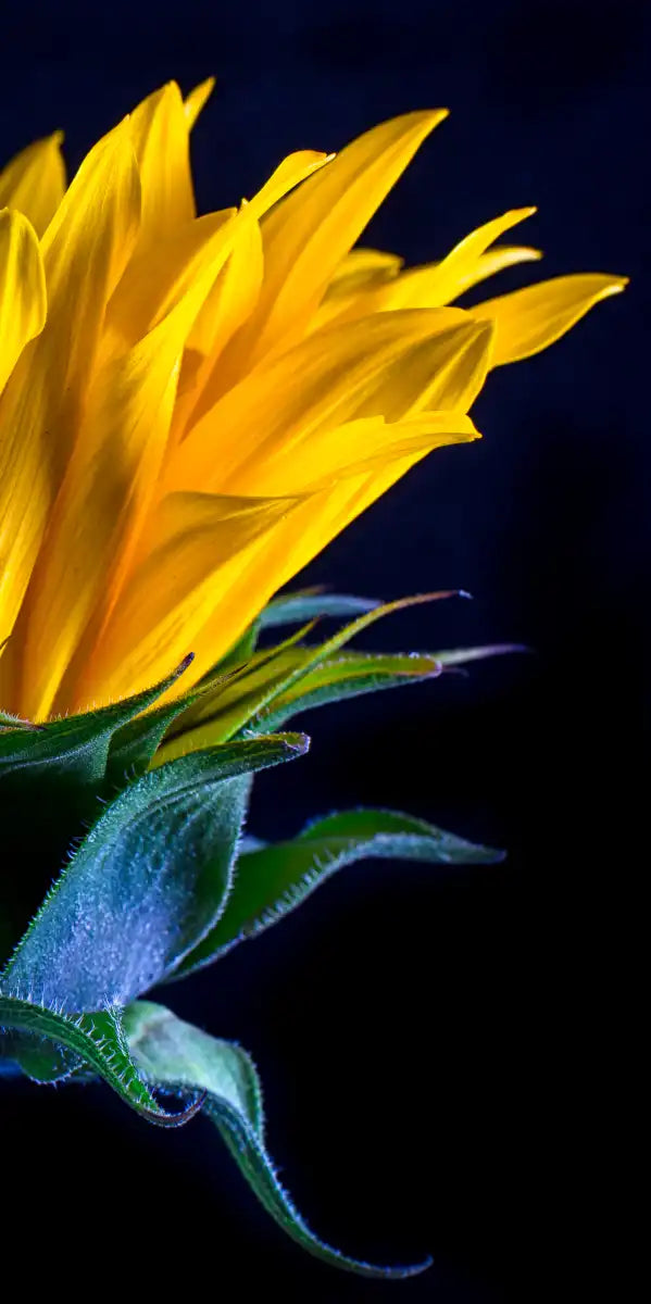 Sunflower Side View Wall Art