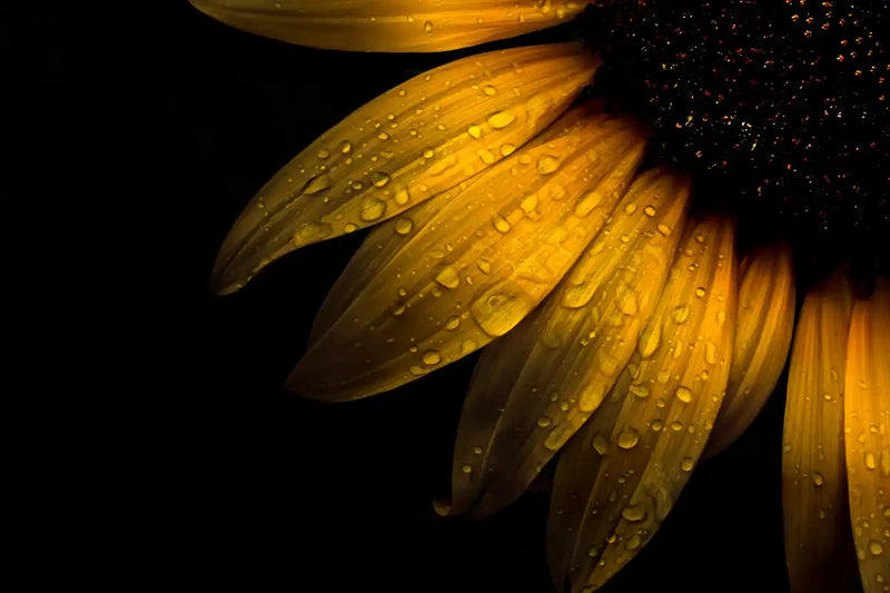 Sunflower Water Wall Art