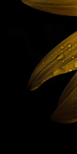 Sunflower Water Wall Art