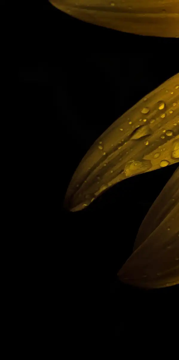 Sunflower Water Wall Art