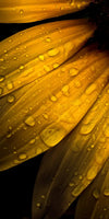 Sunflower Water Wall Art