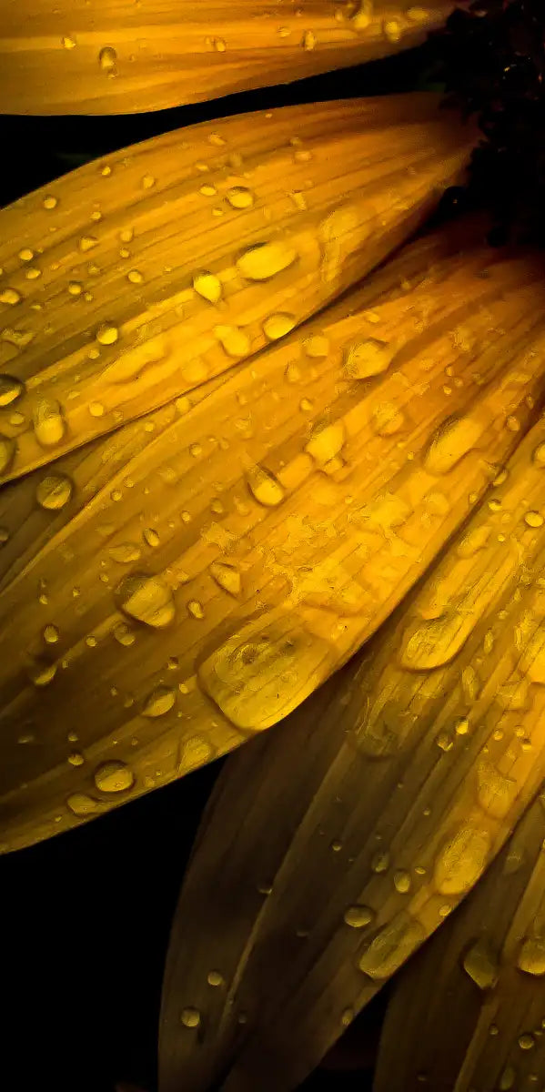 Sunflower Water Wall Art