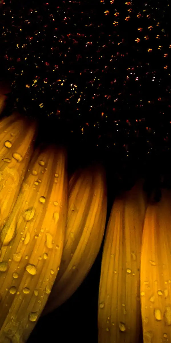 Sunflower Water Wall Art