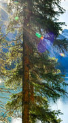 Sunny Maligne Lake Wall Art