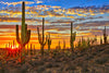 Sunset Cactus Wall Art
