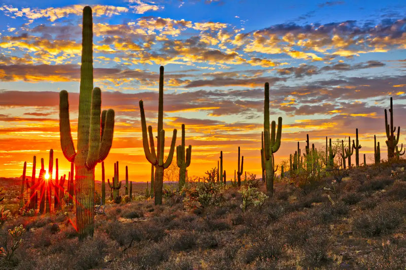 Sunset Cactus Wall Art