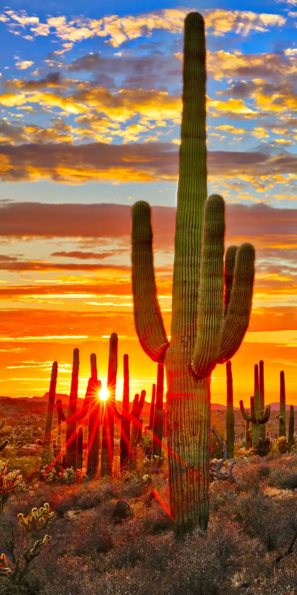 Sunset Cactus Wall Art