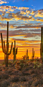 Sunset Cactus Wall Art