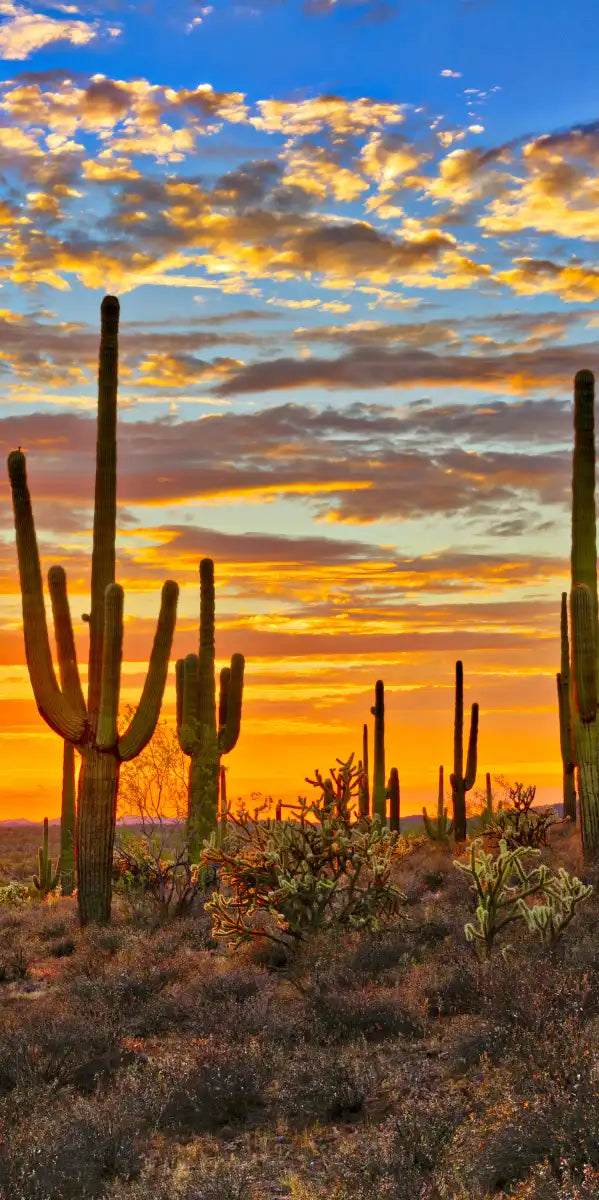Sunset Cactus Wall Art