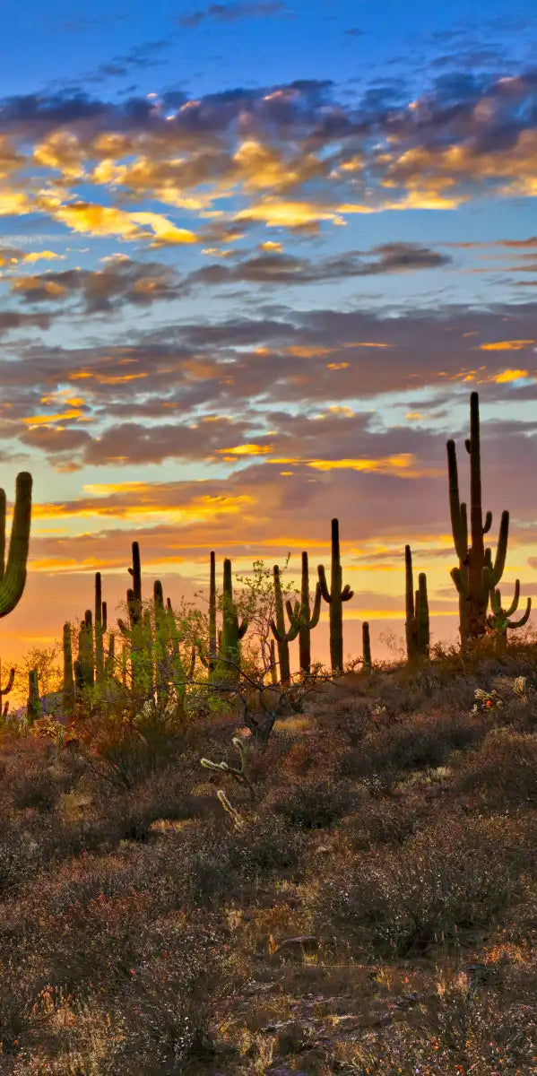 Sunset Cactus Wall Art