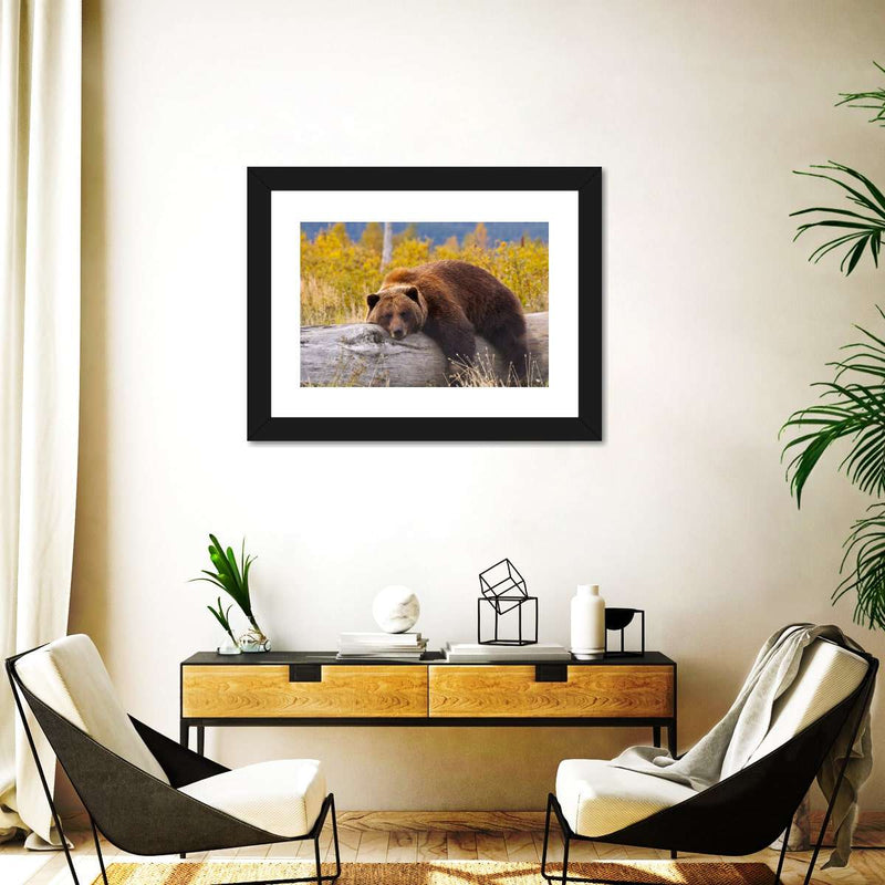 Resting Grizzly Bear Wall Art
