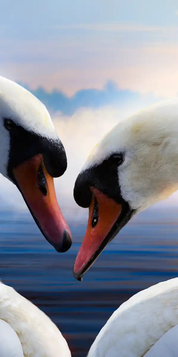 Swan Romance Wall Art