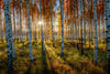 Swedish Birch Forest Wall Art