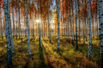 Swedish Birch Forest Wall Art
