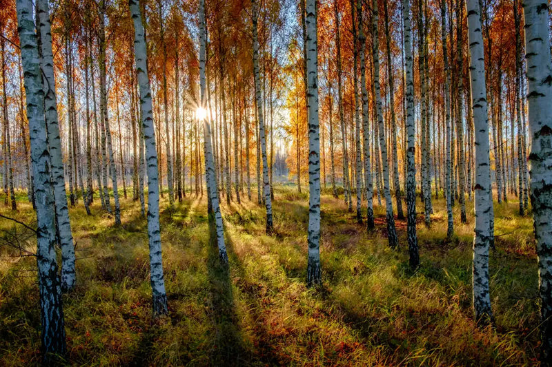 Swedish Birch Forest Wall Art