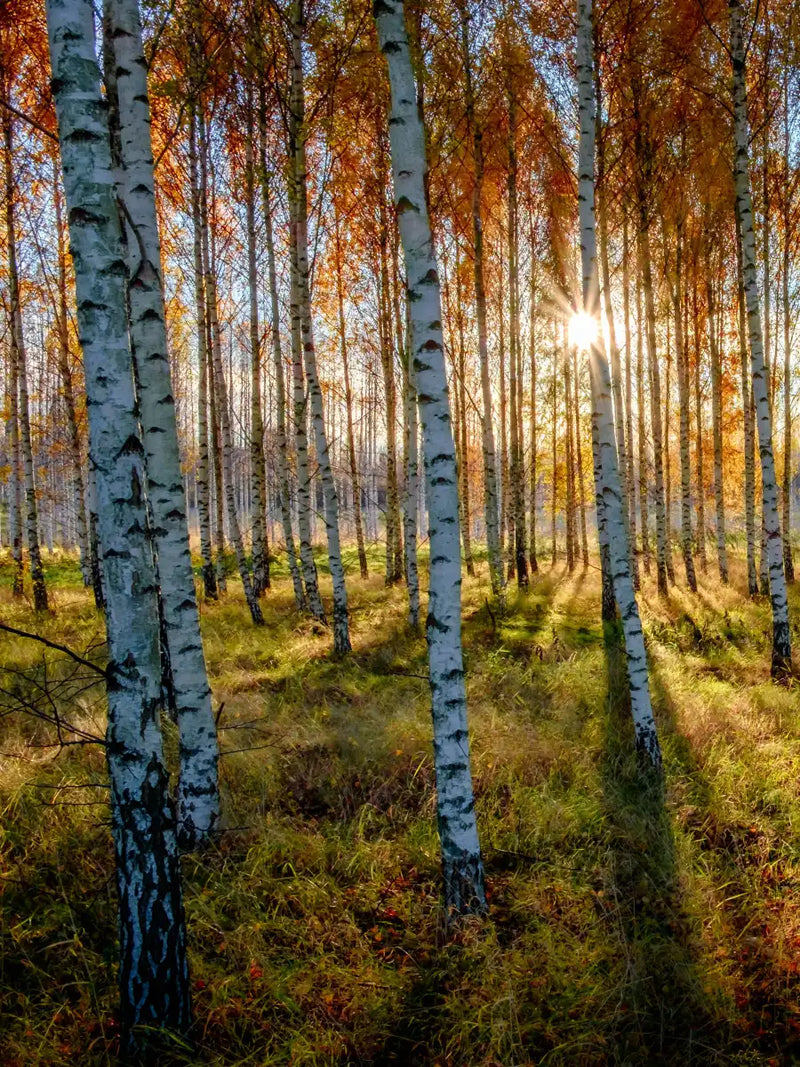 Swedish Birch Forest Wall Art