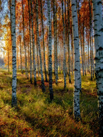 Swedish Birch Forest Wall Art