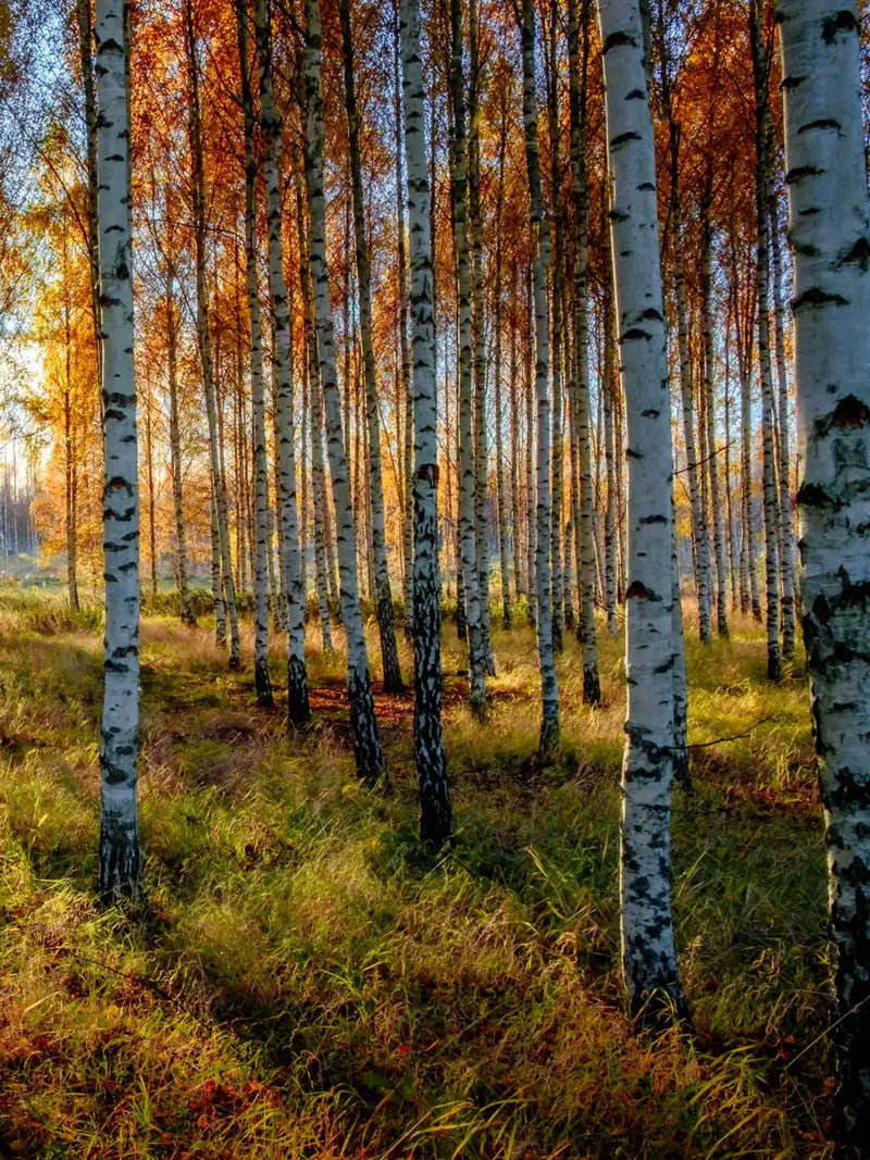Swedish Birch Forest Wall Art