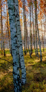 Swedish Birch Forest Wall Art