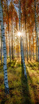 Swedish Birch Forest Wall Art