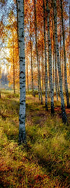 Swedish Birch Forest Wall Art