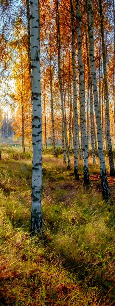 Swedish Birch Forest Wall Art