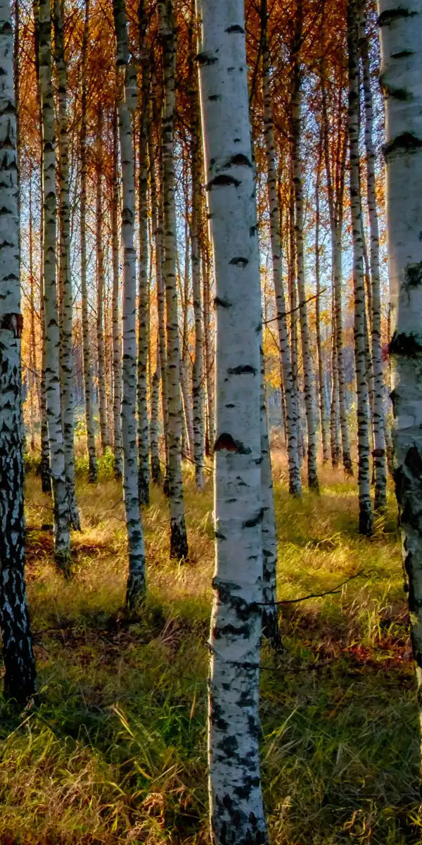 Swedish Birch Forest Wall Art