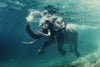 Swimming Elephant Wall Art